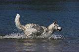 SIBERIAN HUSKY 576